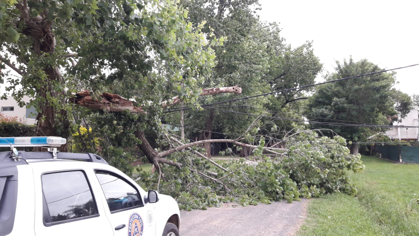 Los fuertes vientos de la madrugada derribaron un árbol de gran porte